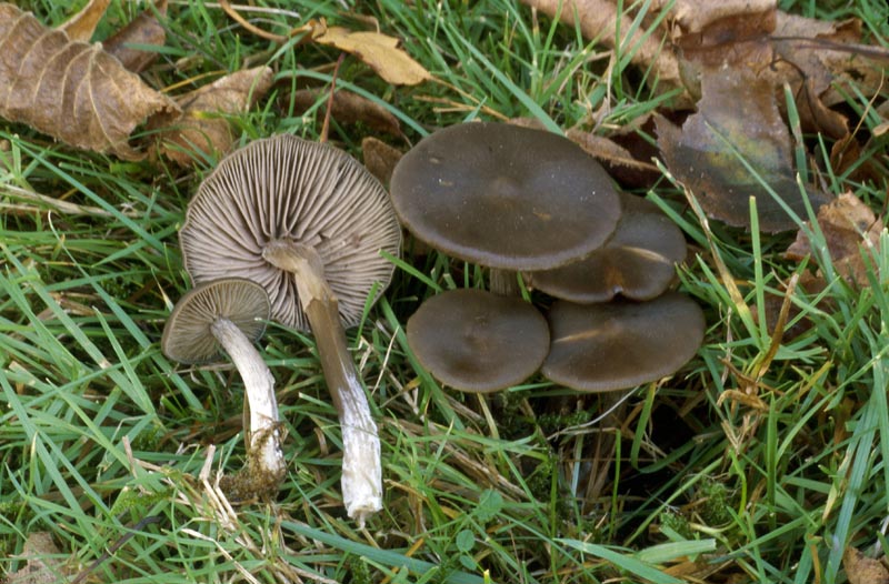 Nolanea sericea